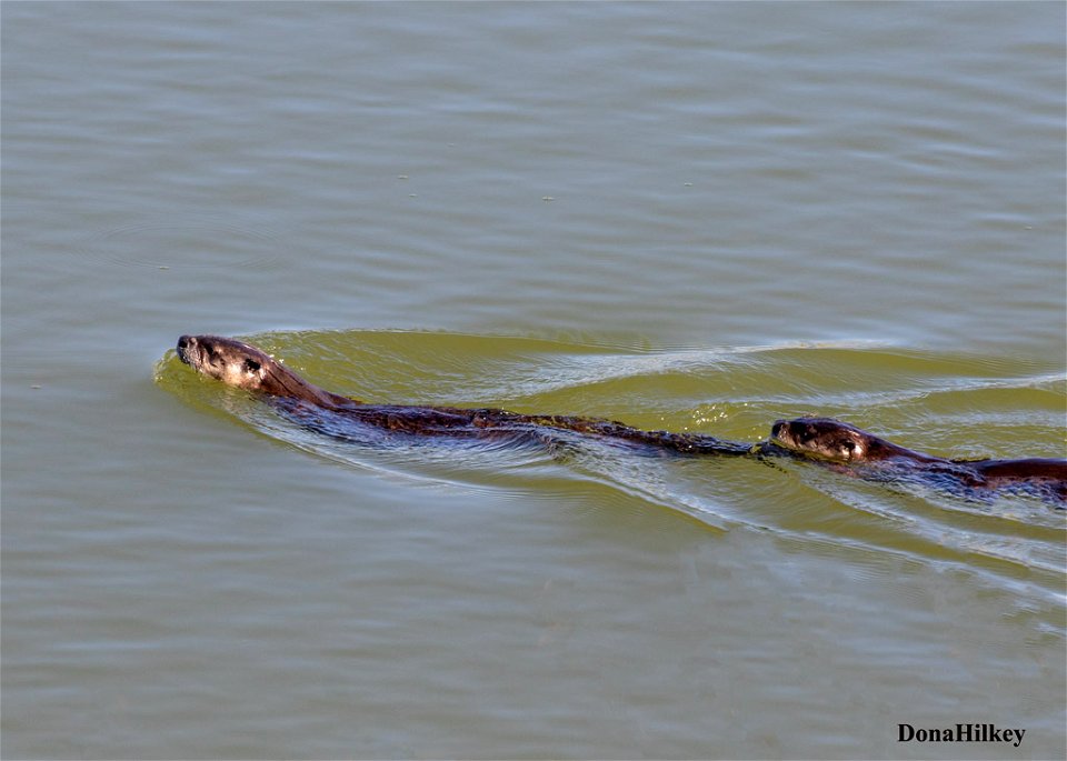 North American River Otter
