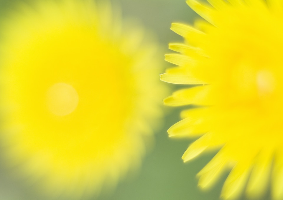 Yellow dandelion flower