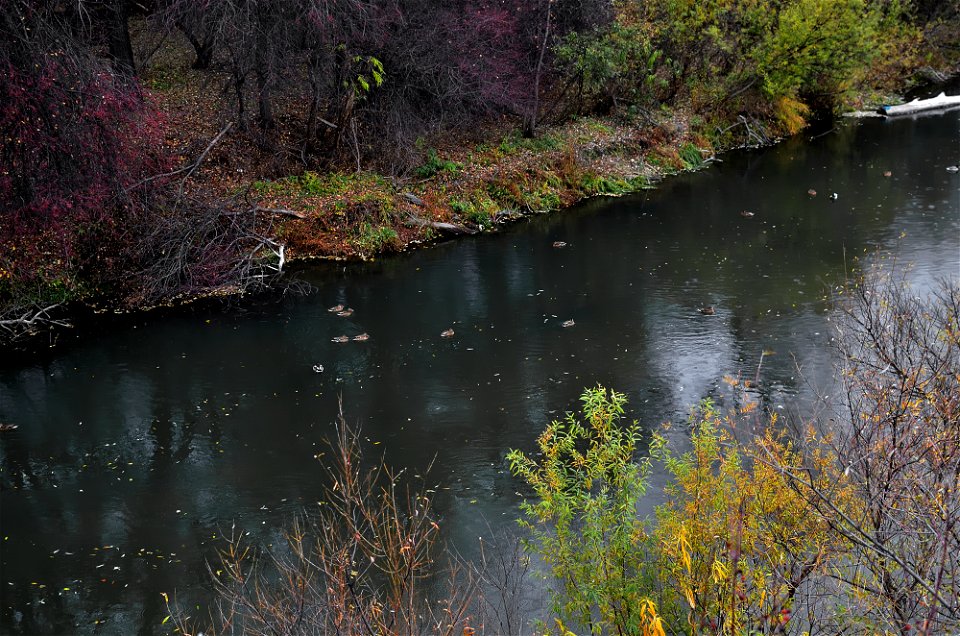 ducks swim on the river