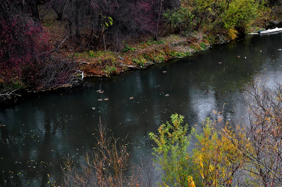 ducks swim on the river photo