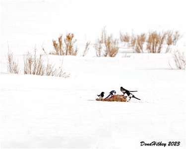 Magpies scavanging dead coyote