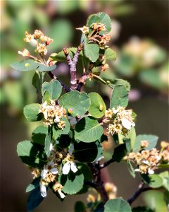Western Serviceberry with galls on the leaves