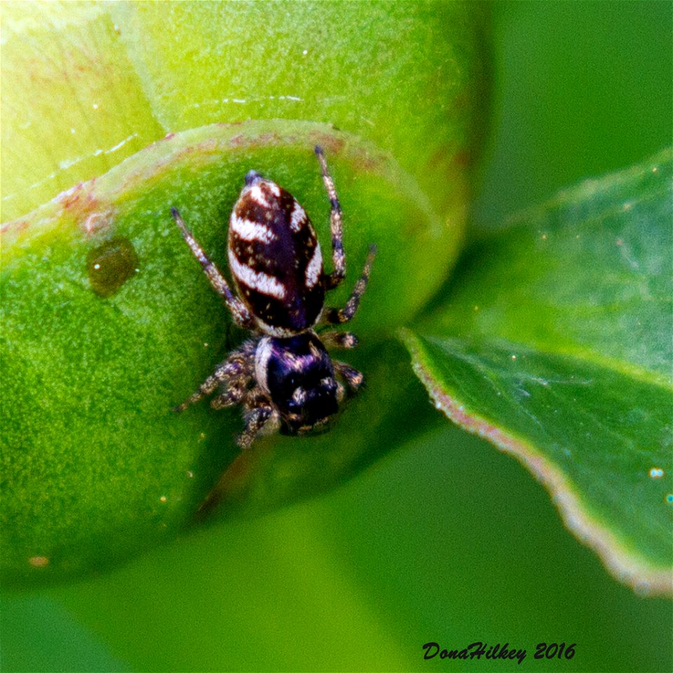 Zebra Jumping Spider