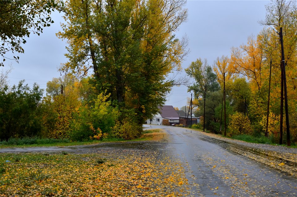 forest on a rainy autumn day photo