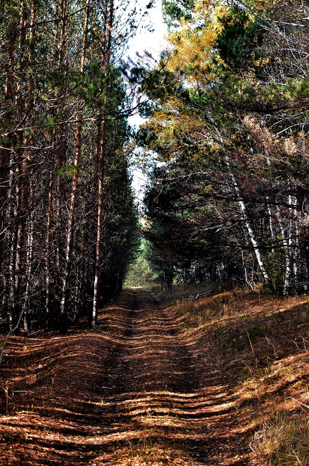 autumn pine forest photo