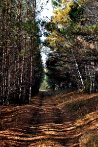 autumn pine forest