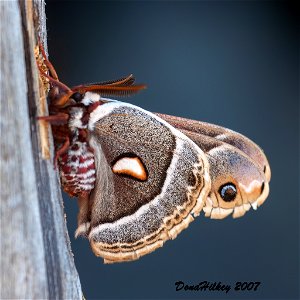 Glover's Silkmoth photo