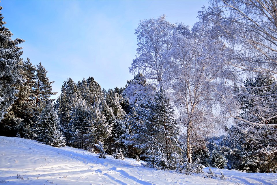 the pine forest was covered with fluffy snow photo