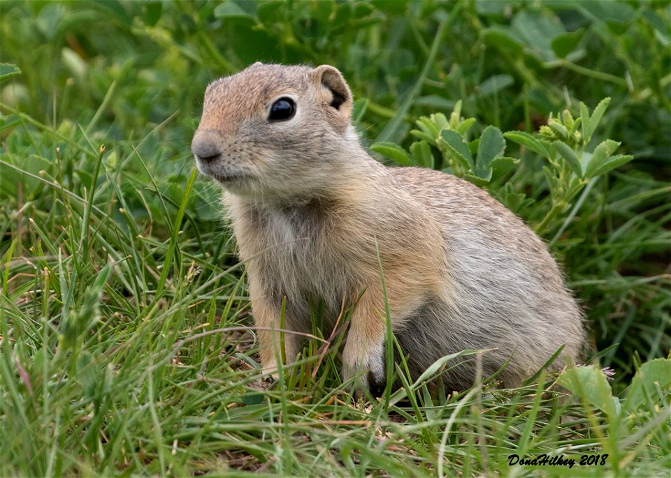 Wyoming Ground Squirrel