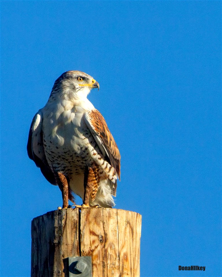 Ferruginous Hawk