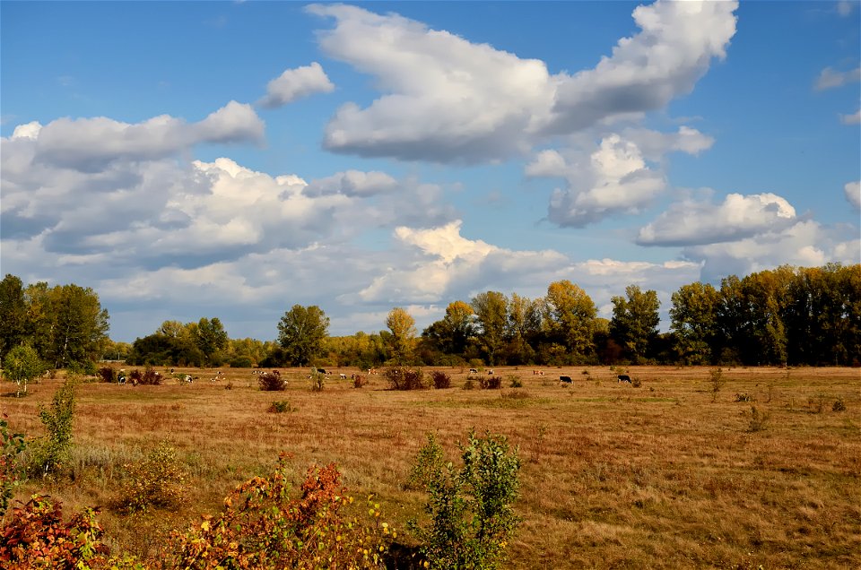 a walk along the Yenisei on an autumn day photo