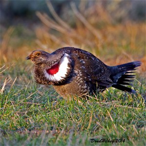 Dusky Grouse
