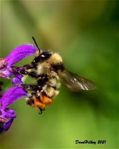 Great Basin Bumble Bee