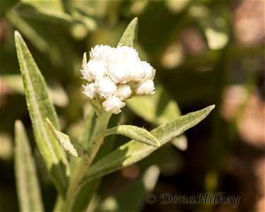 Pearly Everlasting, Anaphalis margaritacea photo