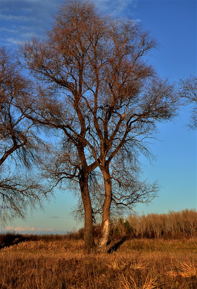 Autumn on the Yenisei River photo