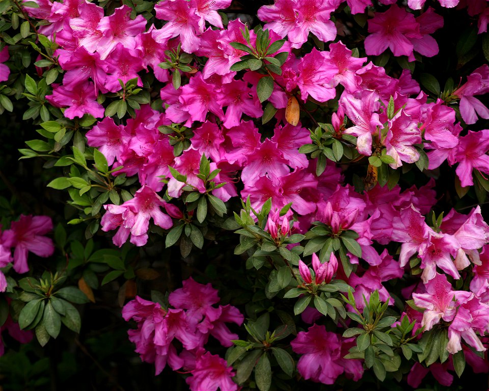 Rhododendrons and Azaleas Genus Rhododendron