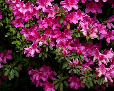 Rhododendrons and Azaleas Genus Rhododendron