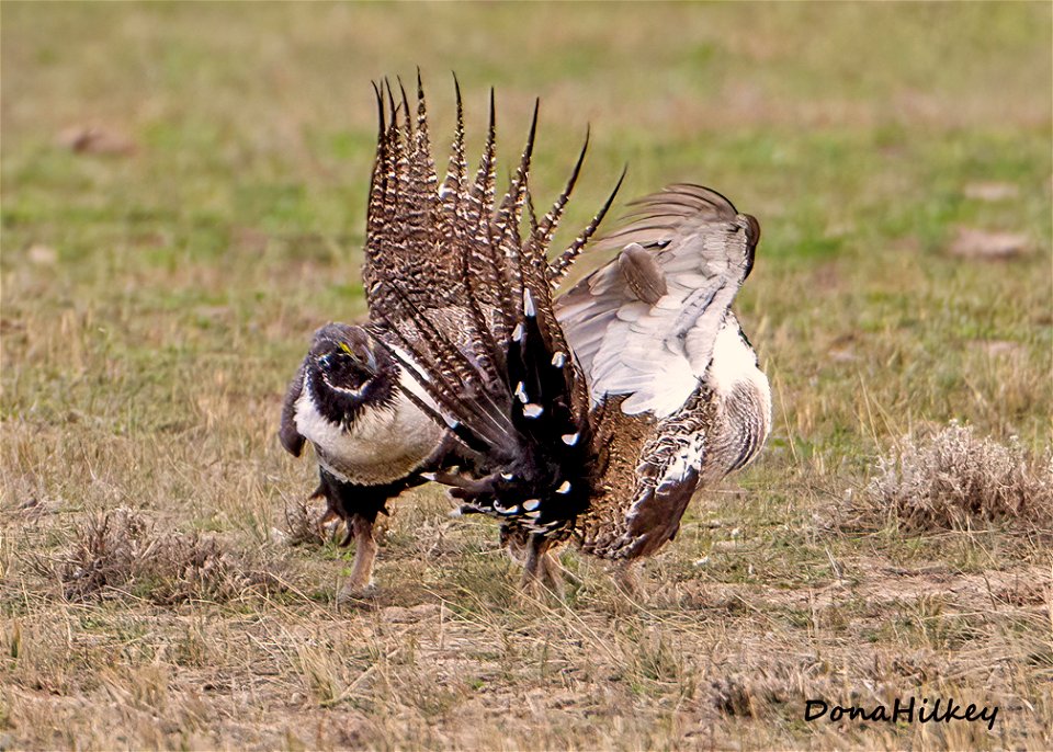 Greater Sage Grouse