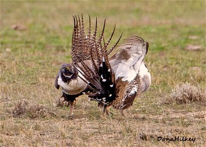 Greater Sage Grouse