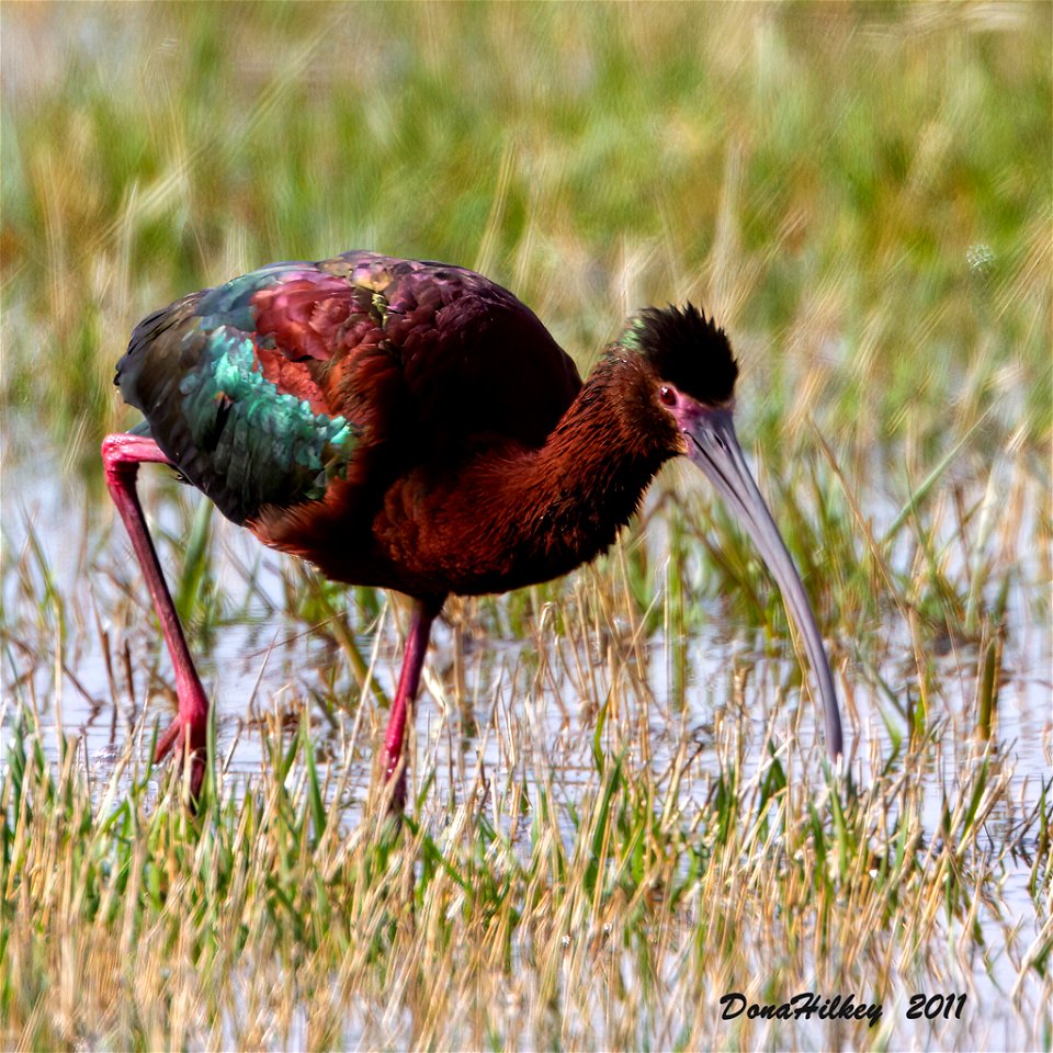 White-faced Ibis