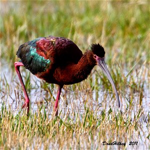 White-faced Ibis