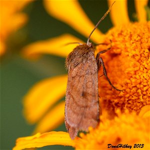 Cutworms and Dart Moths (Subfamily Noctuinae)