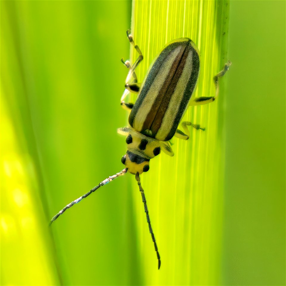 Rabbitbrush Leaf Beetle