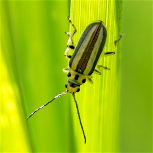Rabbitbrush Leaf Beetle