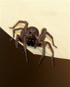 unidentified Spider