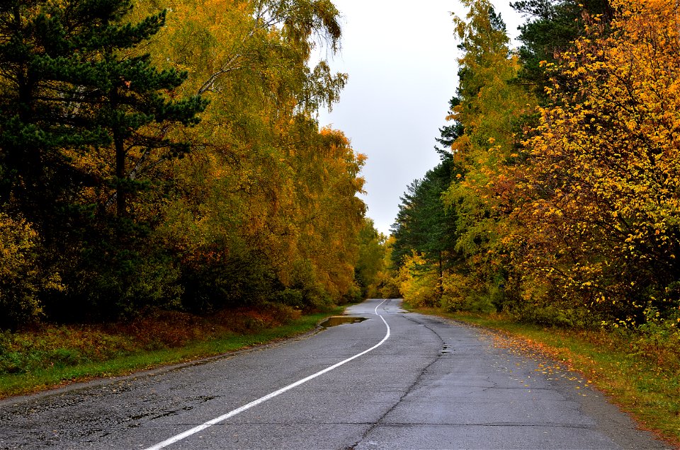 autumn forest after rain photo