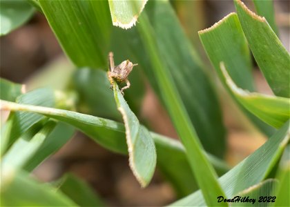 Grasshopper Nymph