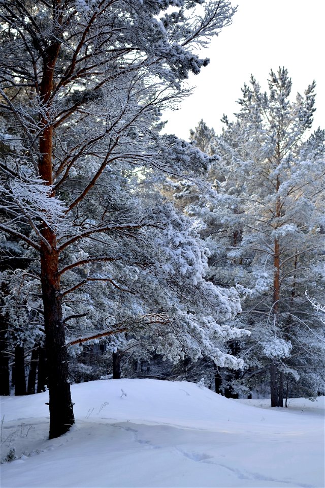 snow-covered pine forest photo