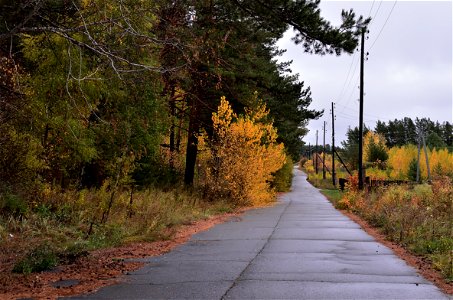 autumn forest after rain photo