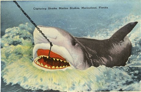 Capturing Sharks, Marine Studios Marineland, Florida