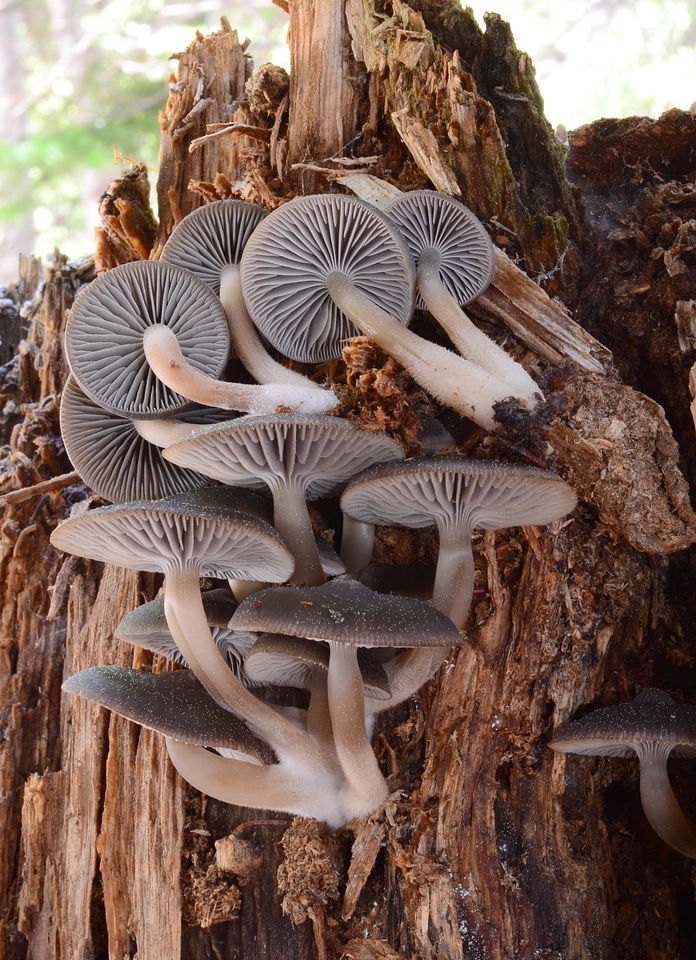 mushrooms on a tree