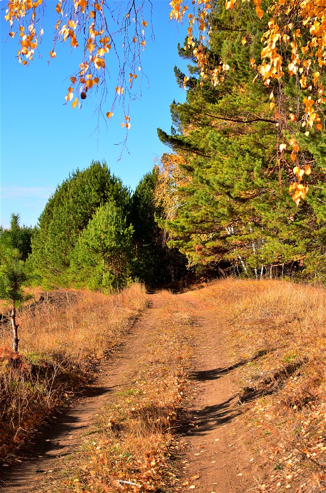 autumn pine forest photo