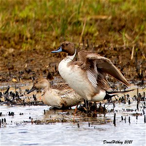 Northern Pintail pair