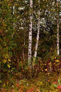 autumn forest by the river