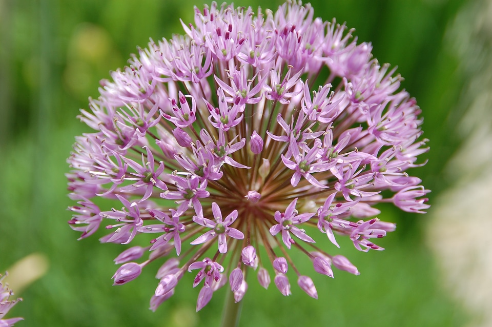 Flower garden nature
