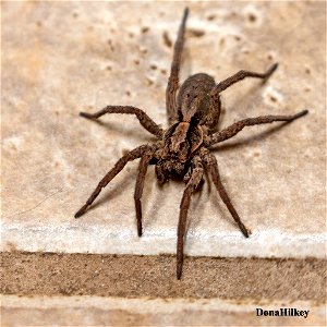 wolf spide-23aug2020-home-