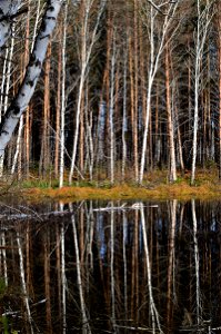 autumn forest by the lake photo