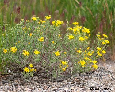 Hairy Goldenaster