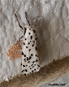Many-spotted Tiger Moth