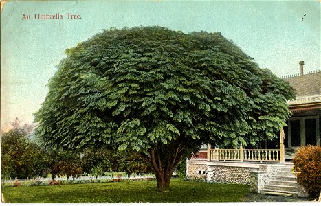 An Umbrella Tree