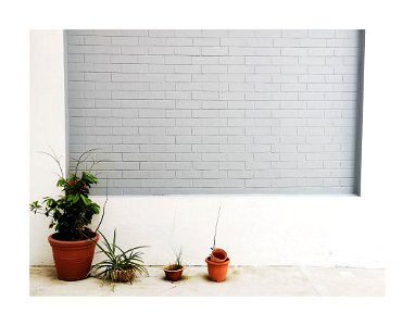 The wall and plants photo