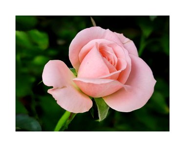 Pink rose photo