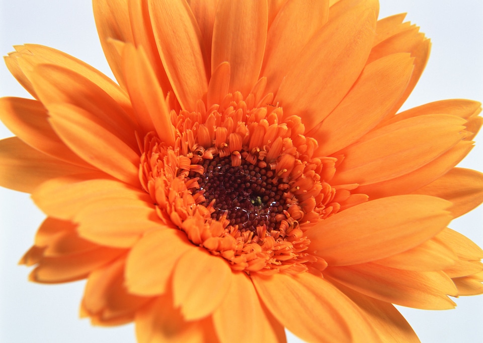 Orange color gerber flowers