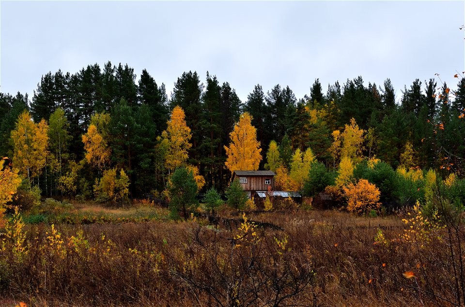 autumn forest after rain