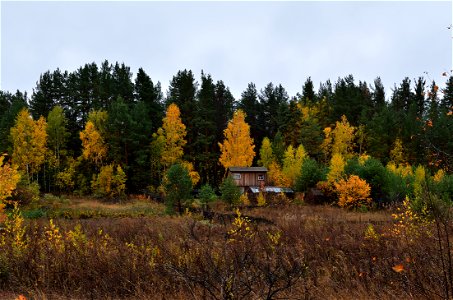 autumn forest after rain photo