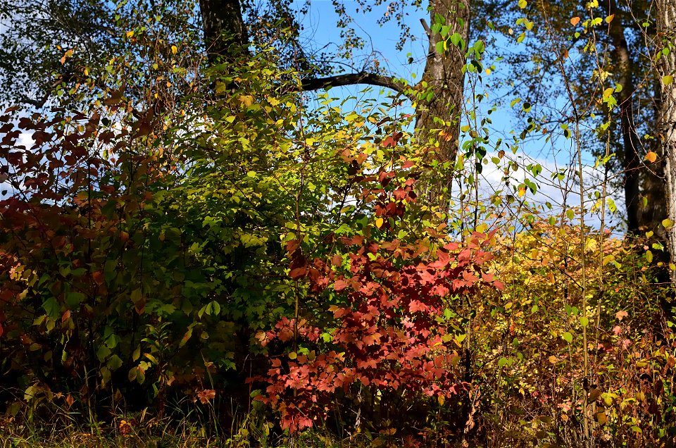 a walk along the Yenisei on an autumn day photo